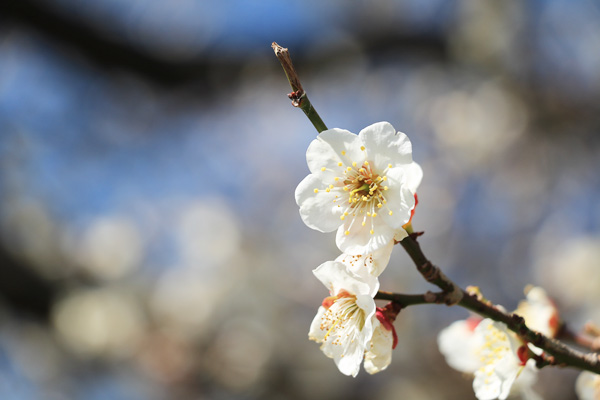 ����̔~����