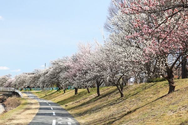 ����̔~����